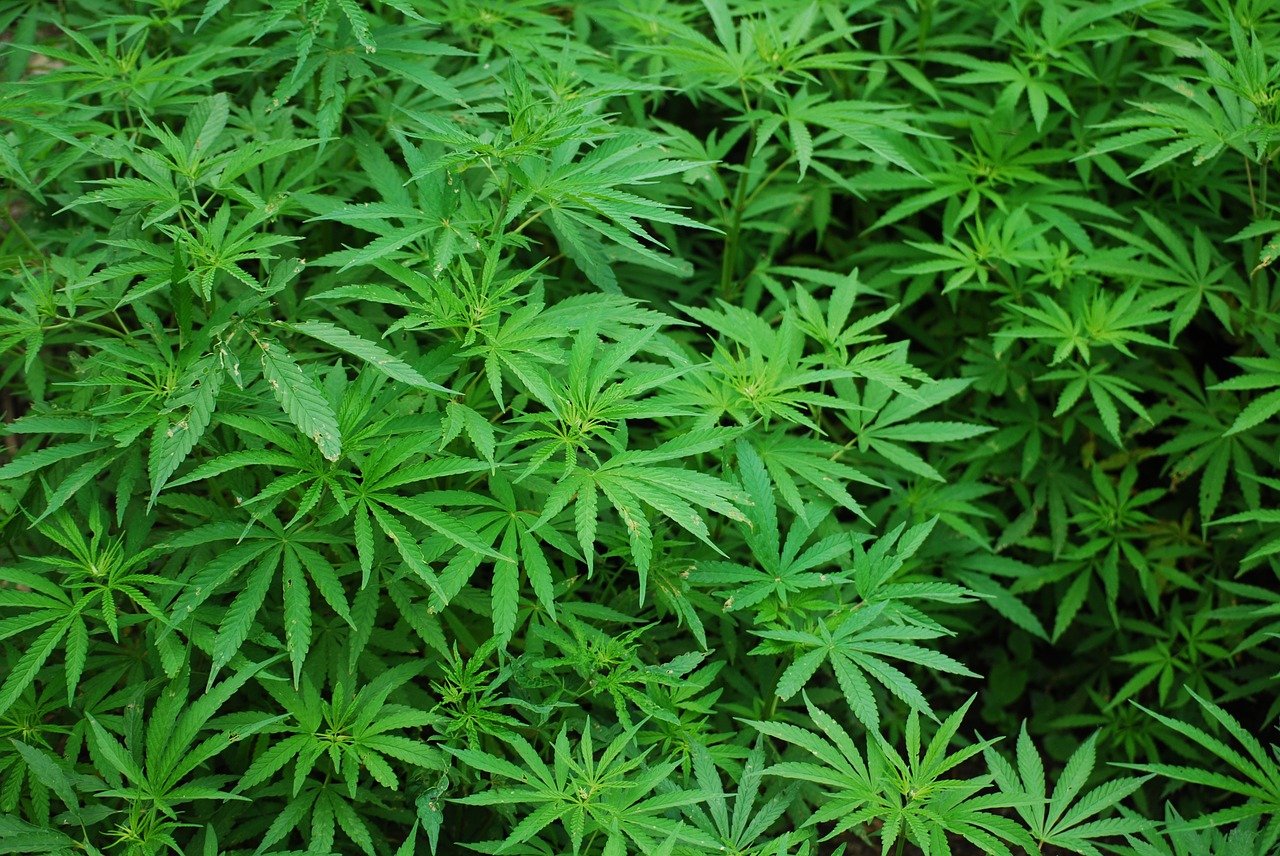 The Origins of Cannabis: Landrace Strains Explained